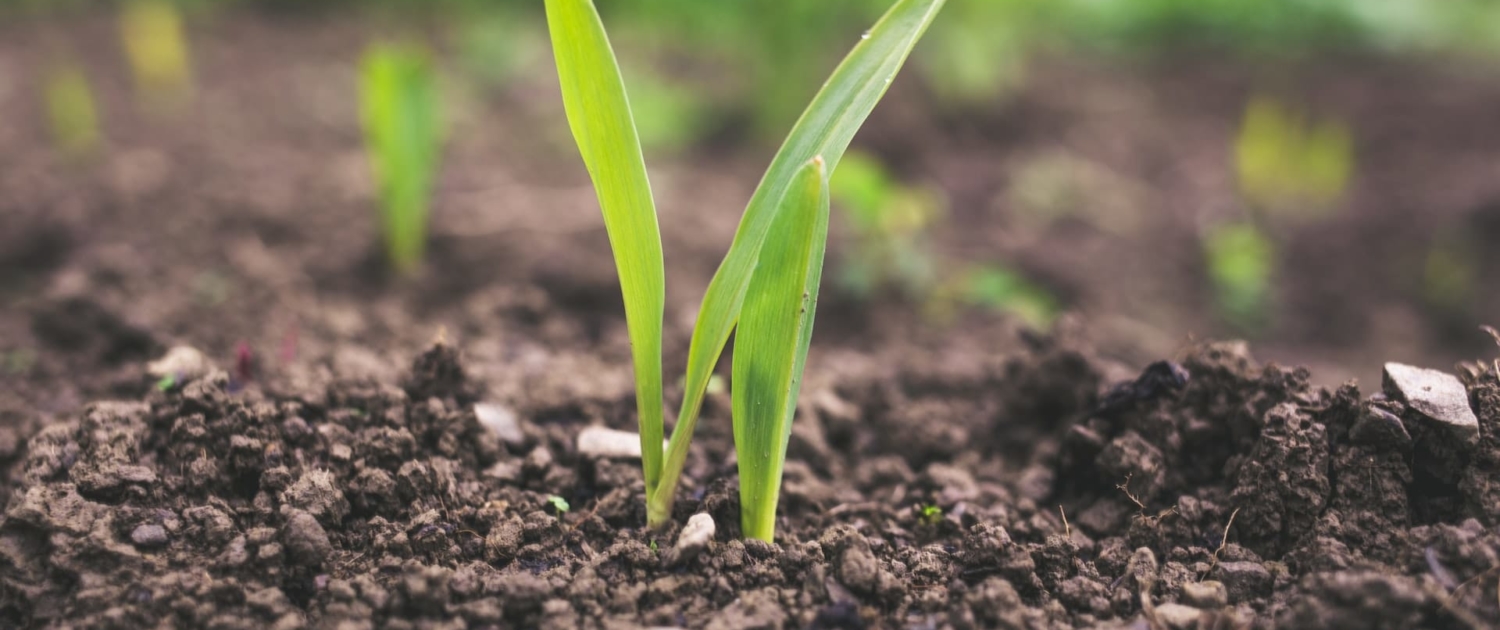 土里长出新芽Sprouts grow in the soil