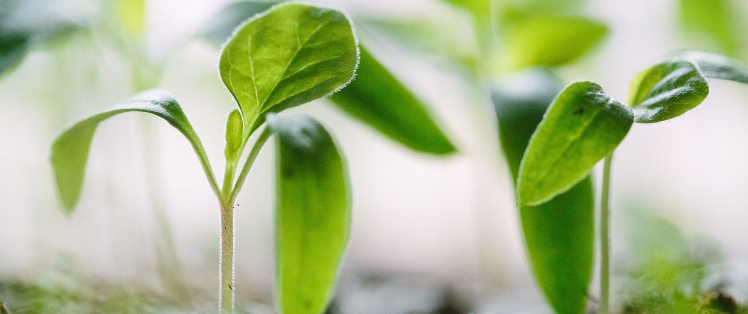 土里长出新芽Sprouts grow in the soil